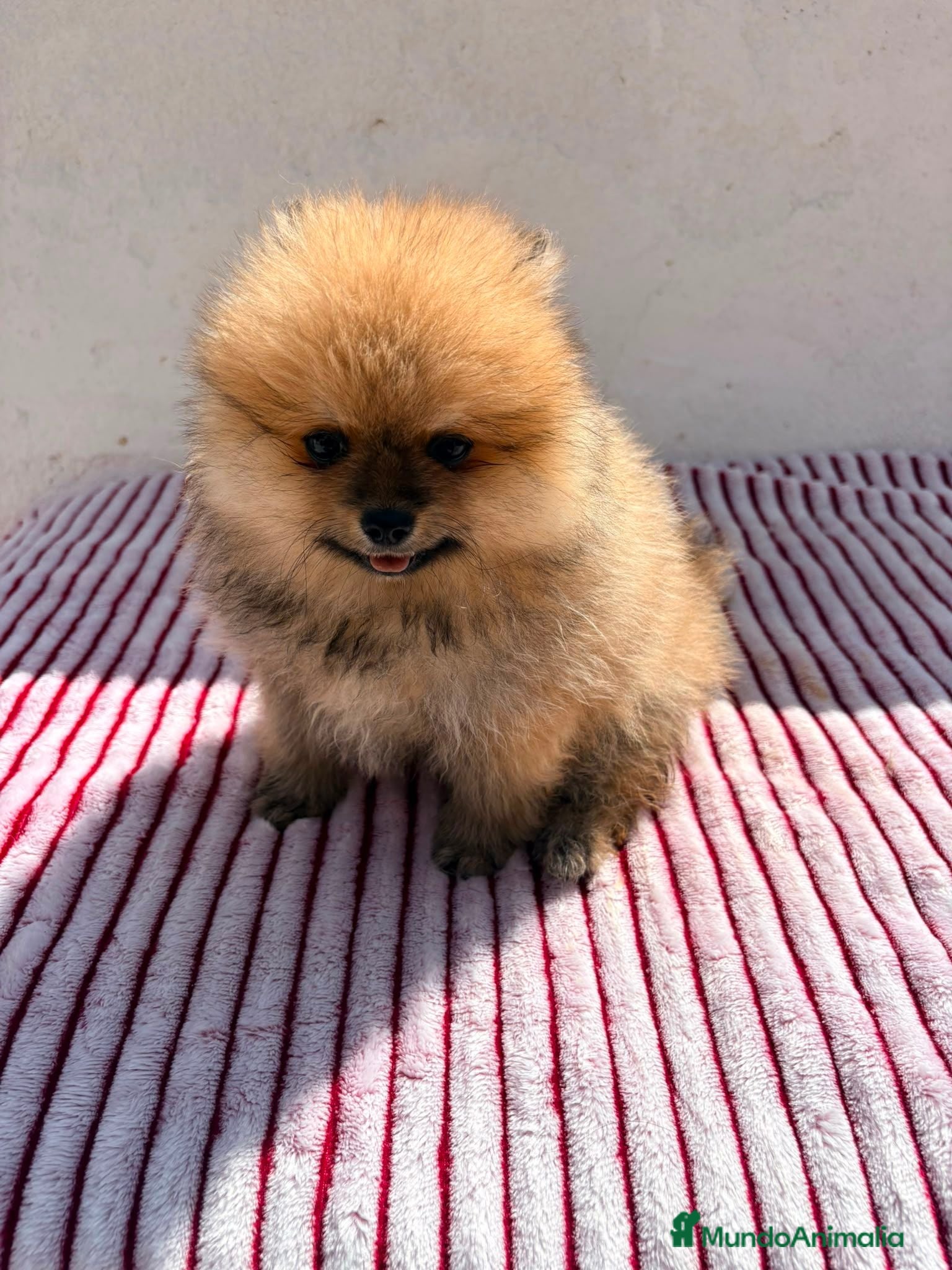 Pomerania perros Lulu de Pomerania toy  - Anuncio 1
