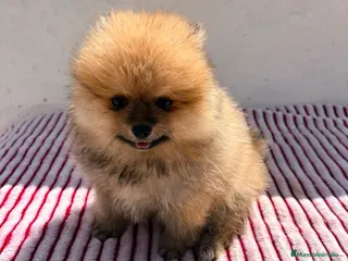 Pomerania perros Lulu de Pomerania toy - Anuncio 1