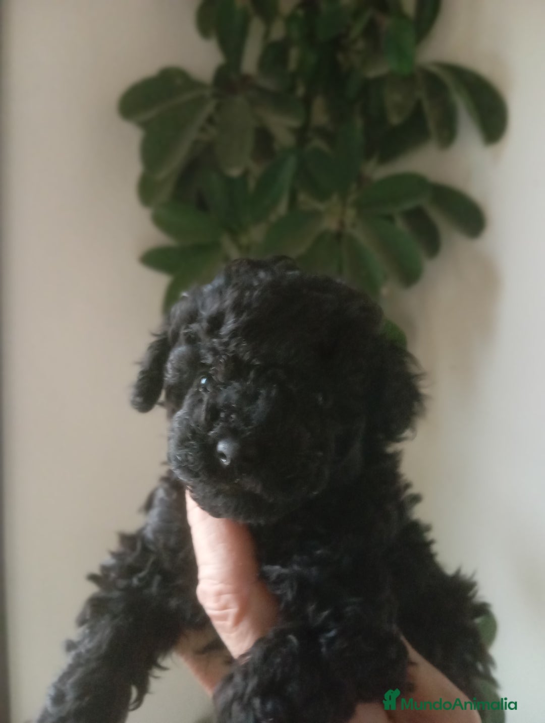 Caniche Toy perros en venta: Caniches Toy - Anuncio 2