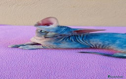 Sphynx gatos en venta: Preciosa hembrita tortuga tabby  - Imagen 5