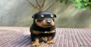 Rottweiler perros Rottweiler en Albacete - Anuncio 6