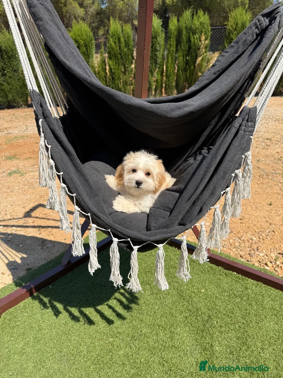 Maltipoo perros en venta: Maltipoo listo para entregar !!!! - Anuncio 5