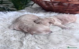 Maltipoo perros en venta: MALTIPOO  - Anuncio 5