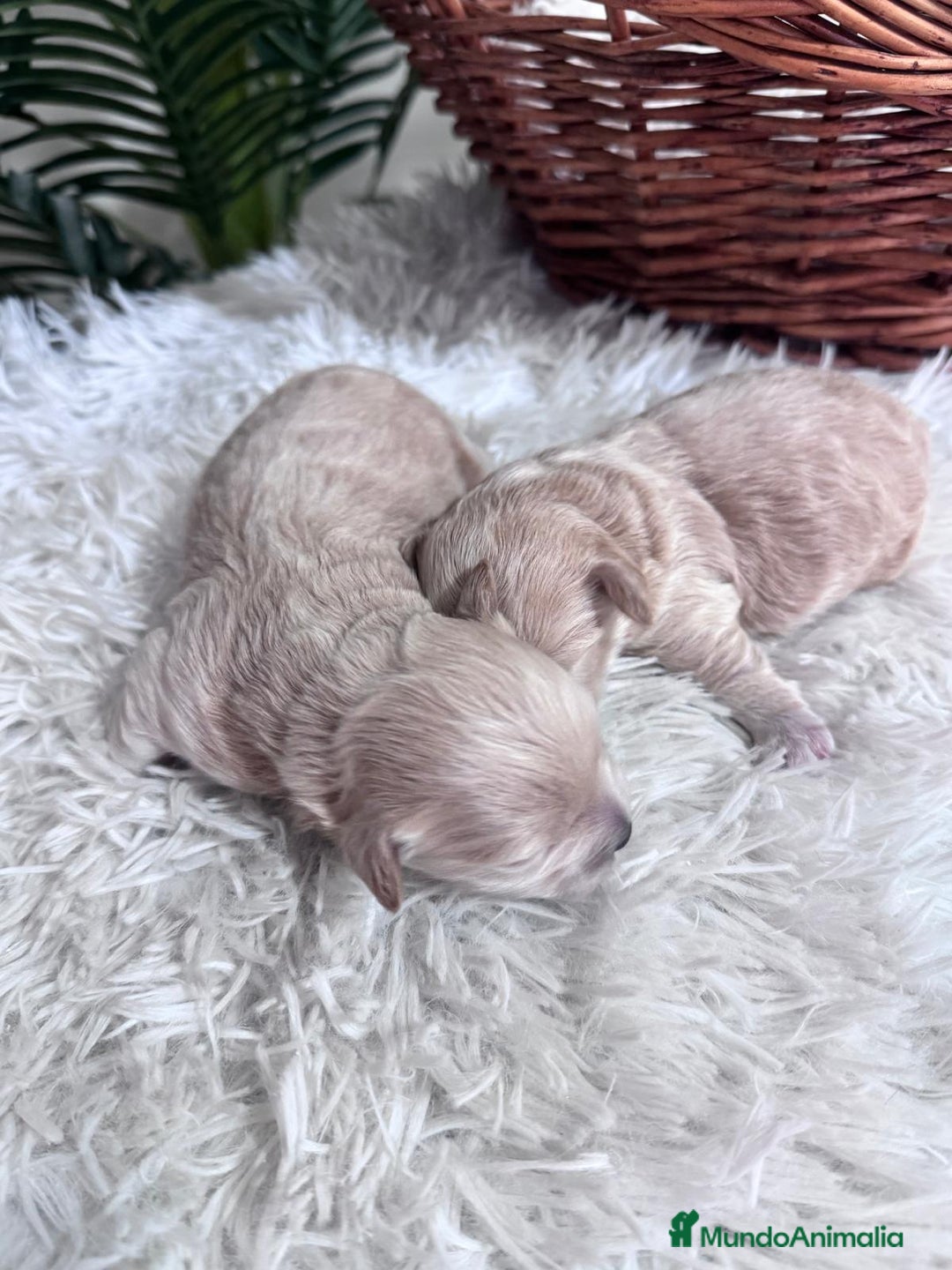 Maltipoo perros en venta: MALTIPOO  - Anuncio 5
