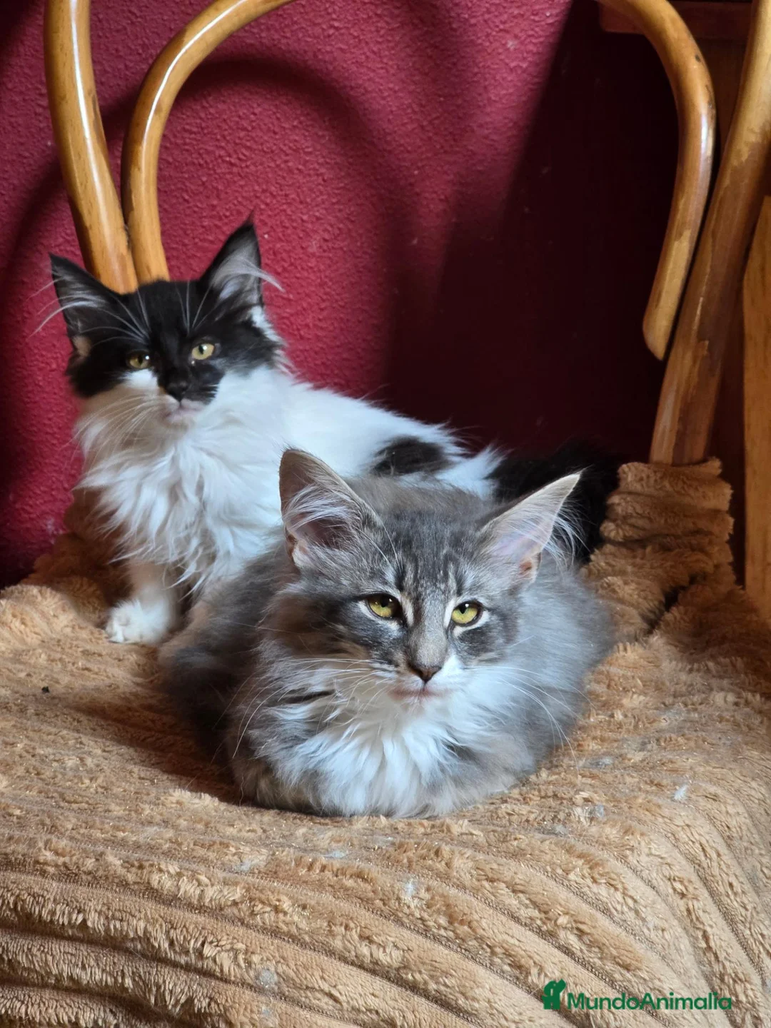 Bosque de Noruega gatos en venta: Bosques de Noruega  - Anuncio 2