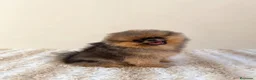 Pomerania perros en venta: Pomerania hembra súper calidad - Anuncio 2