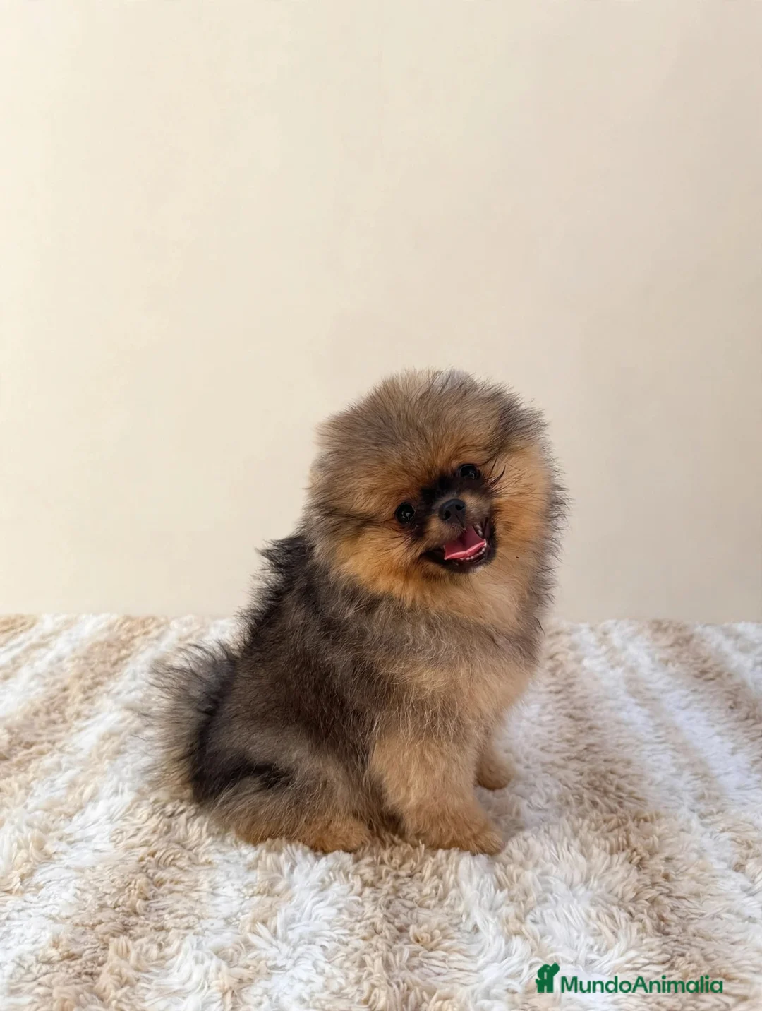Pomerania perros en venta: Pomerania hembra súper calidad - Anuncio 2