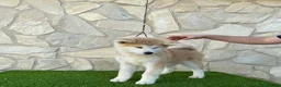 Akita Inu perros en venta: AKITA INU  - Anuncio 1