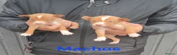Podenco Andaluz perros en venta: Camada podenco andaluz - Anuncio 1