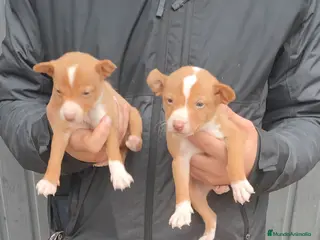 Podenco Andaluz perros Camada podenco andaluz - Anuncio 2