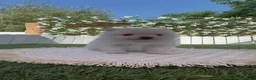 Pomerania perros en venta: POMERANIA - Anuncio 2