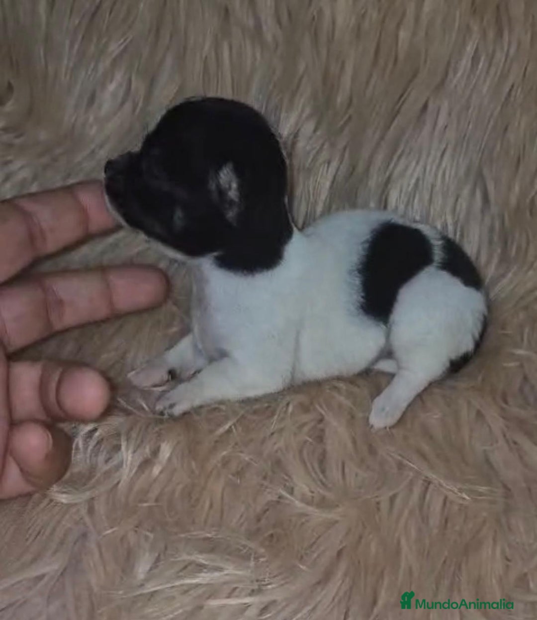 Chihuahua perros en venta: Chihuahua mini-toy ruso - Imagen 20