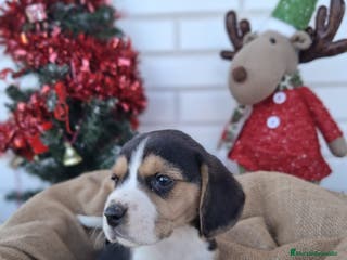 Beagle perros CACHORRO BEAGLE - Anuncio 1