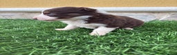 Border Collie perros en venta: Border Collie hembra chocolate  - Anuncio 10