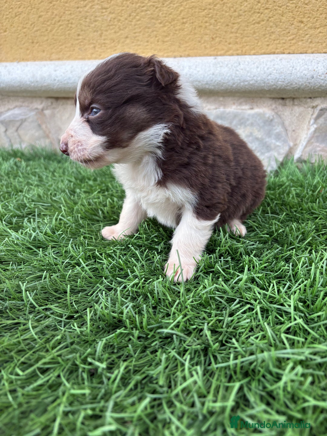 Border Collie perros en venta: Border Collie hembra chocolate  - Anuncio 10