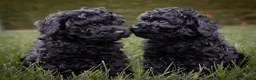 Caniche Toy perros en venta: Caniche Toy Macho negro  - Anuncio 1