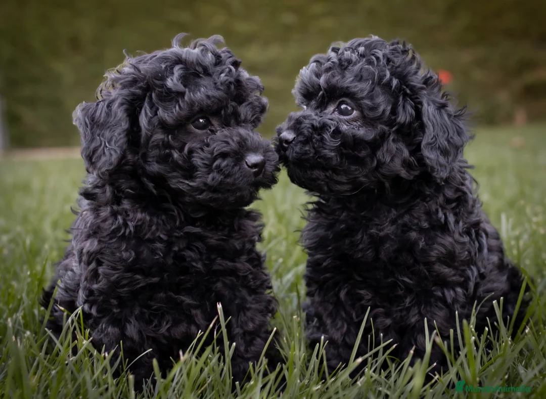 Caniche Toy perros en venta: Caniche Toy Macho negro  - Anuncio 1