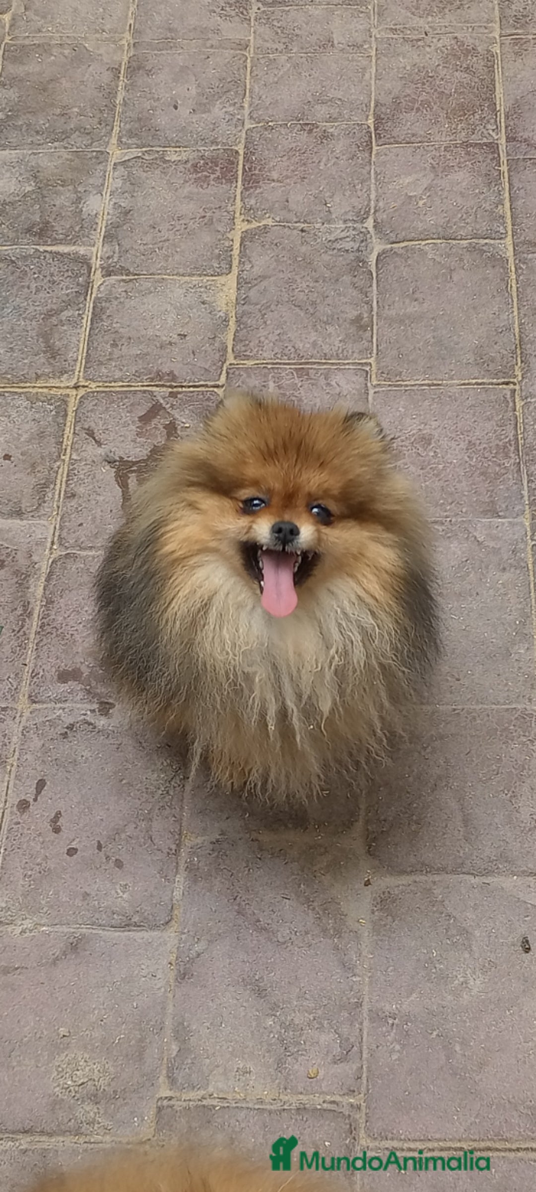 Pomerania perros en venta: Precioso Lulú pomerania Toy,carita de osito - Imagen 5