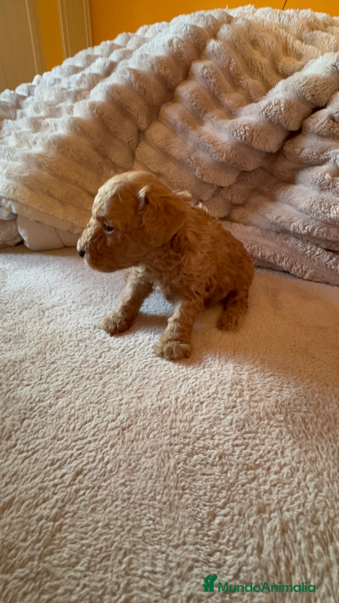 Caniche Toy perros en venta: Cachorro caniche Toy rojo  - Anuncio 10