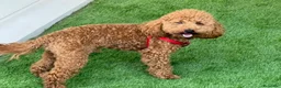 Caniche Enano perros en venta: Caniche - Anuncio 2