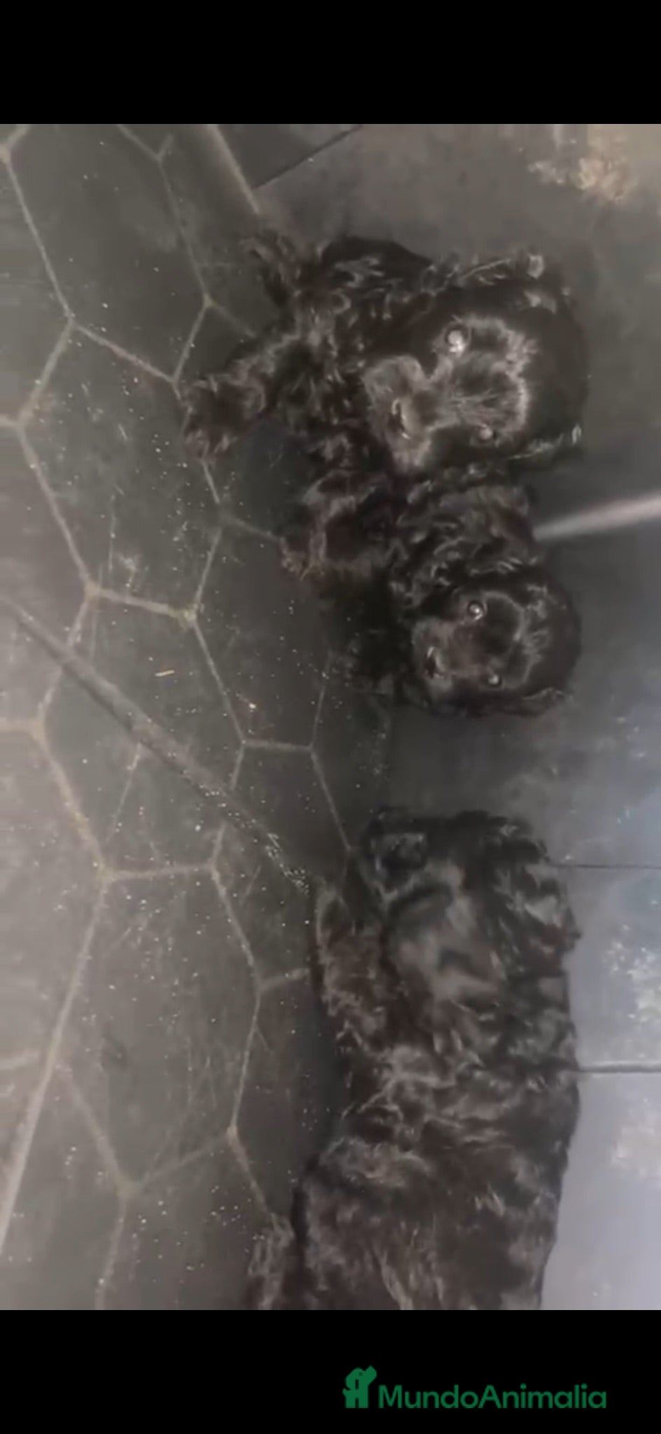 Caniche Toy perros Caniches disponibles 🐶🐾🔥 - Anuncio 1