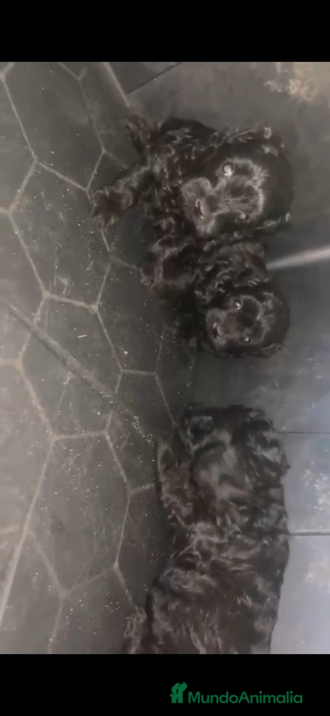 Caniche Toy perros en venta: Caniches disponibles 🐶🐾🔥 en Málaga - Anuncio 1