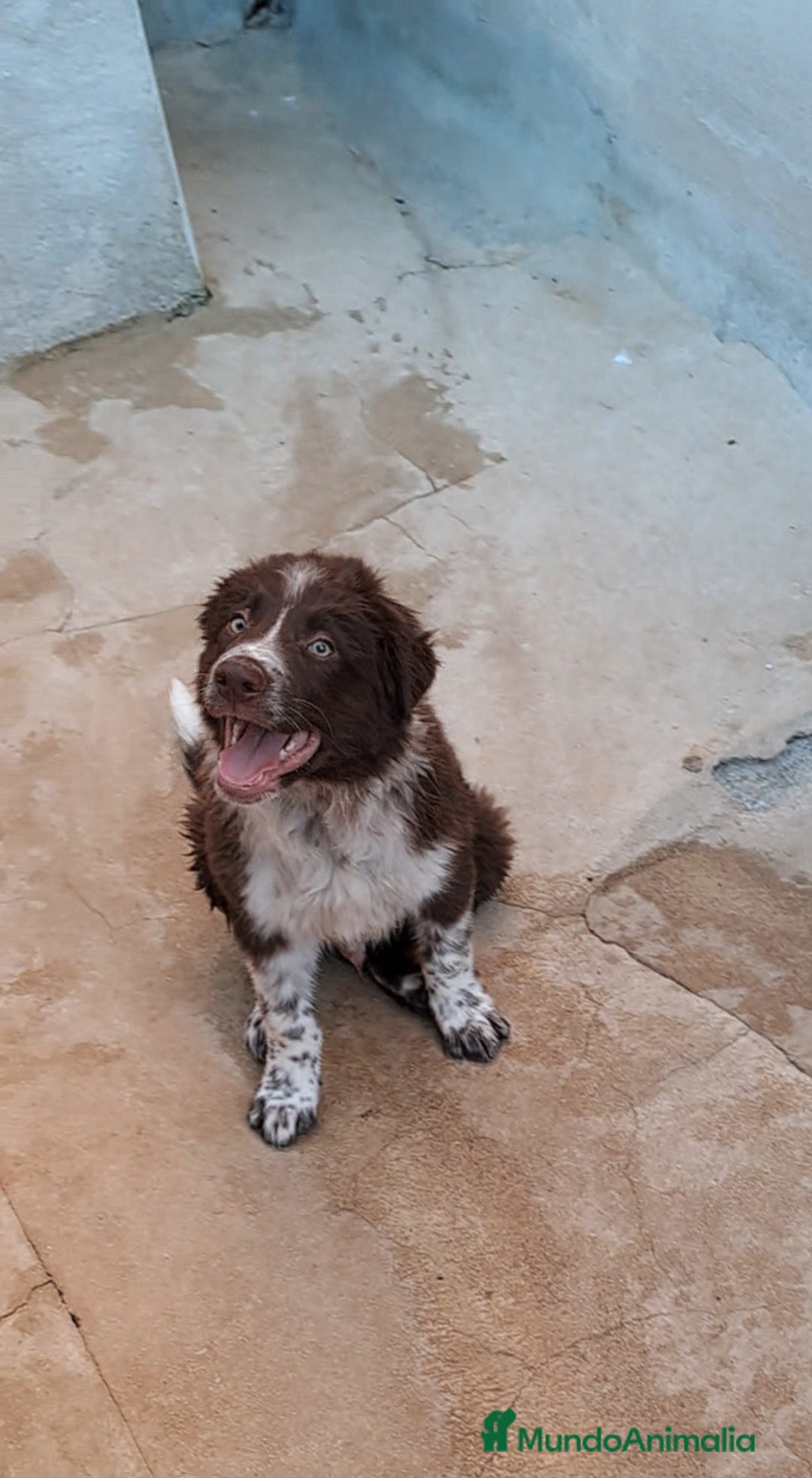 Border Collie perros en venta: Border collie  - Imagen 2