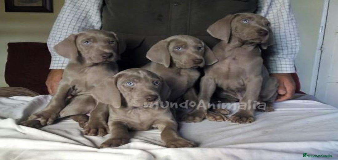 Imagen de galería {{count}}