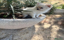 Chihuahua perros en venta: Chihuahua de pelo largo  - Imagen 4