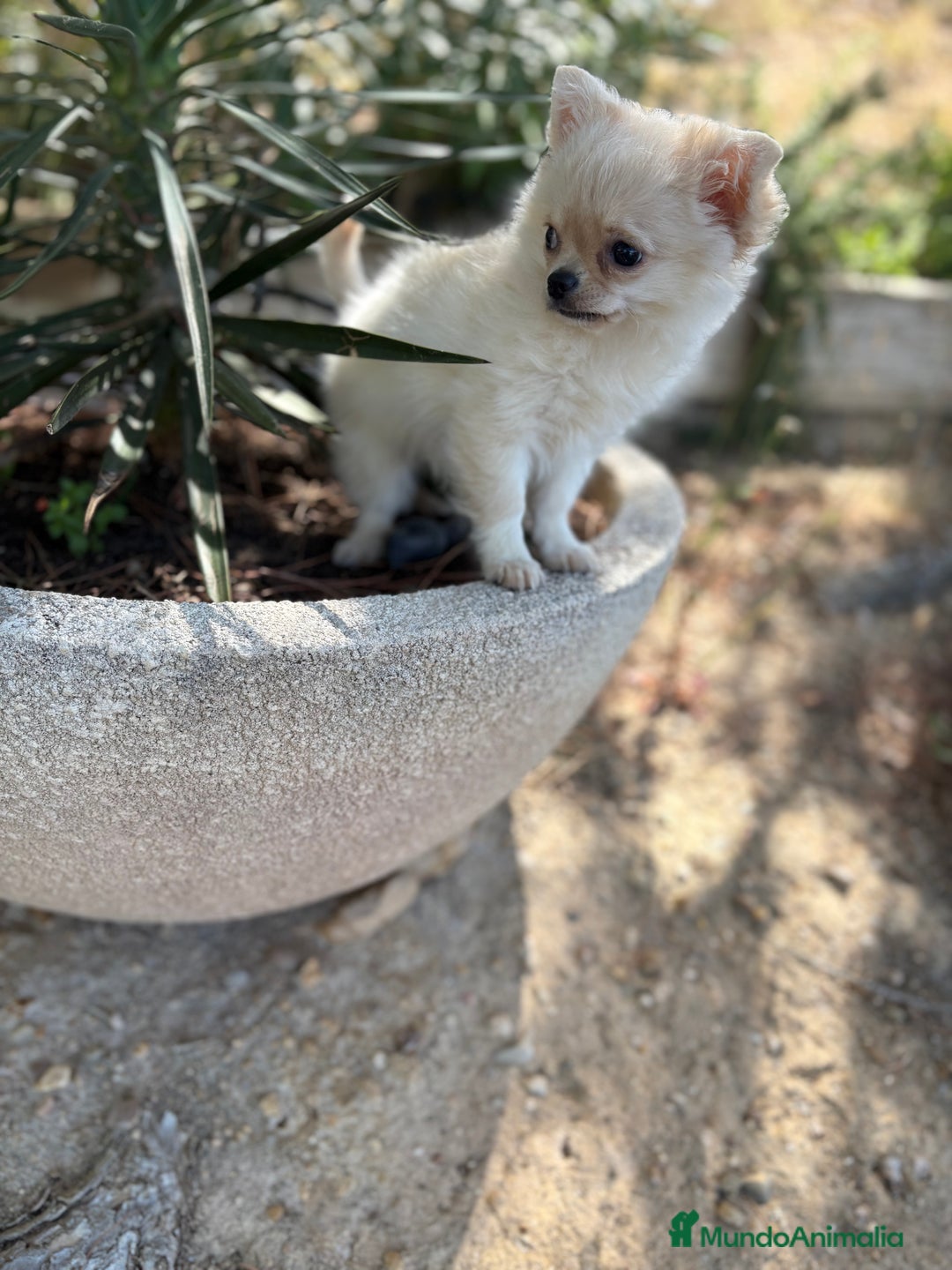 Chihuahua perros en venta: Chihuahua de pelo largo  - Imagen 4
