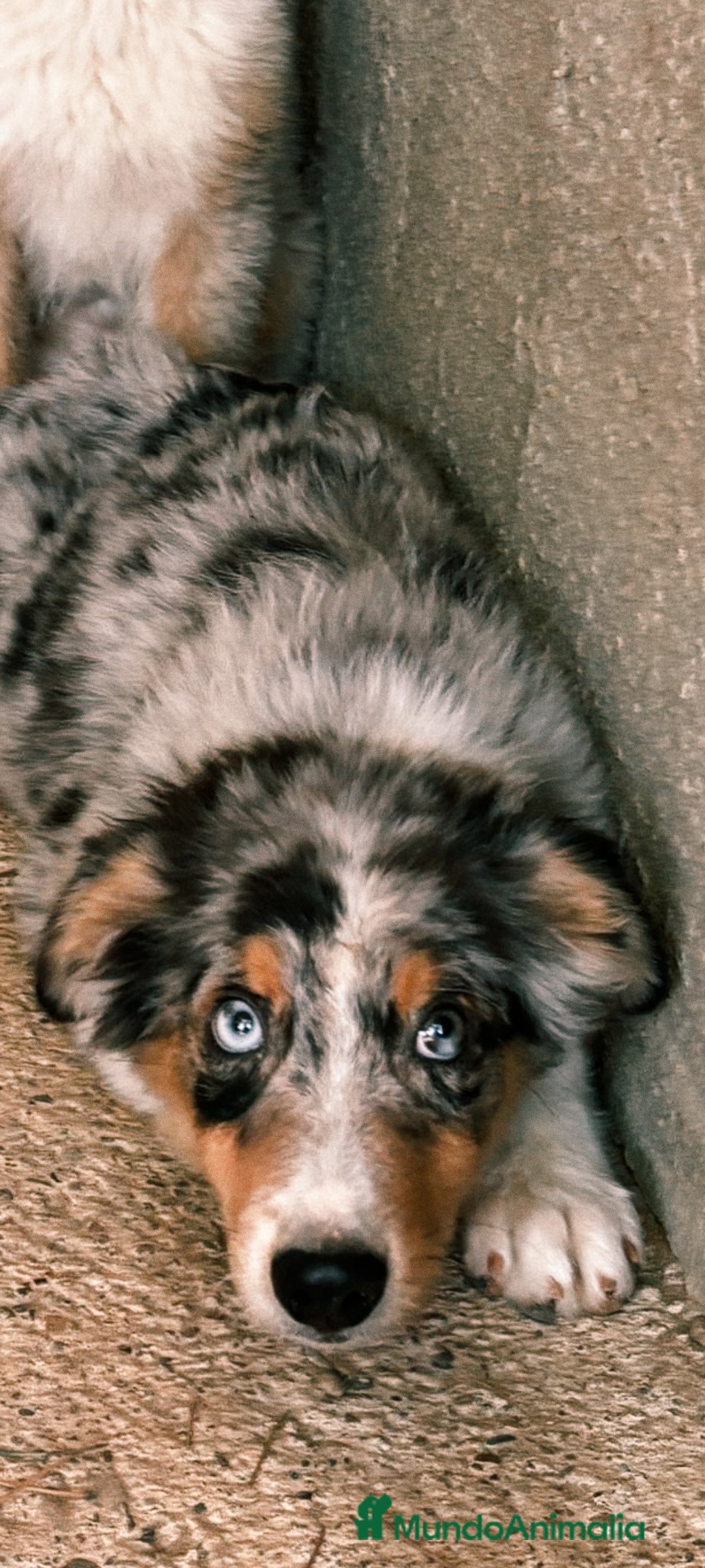 Pastor Australiano perros en venta: Pastores australianos ( australian sherpherd) - Imagen 3