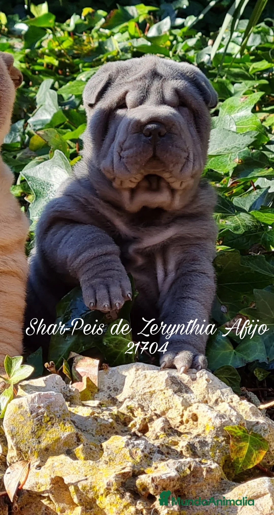 Imagen de galería {{count}}