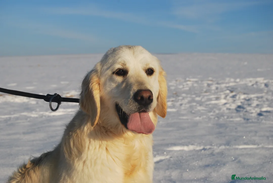 Golden Retriever perros en venta: Cachorros de Golden retriever en Madrid - Anuncio 5