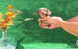 Teckel Miniatura perros en venta: TECKEL KANINCHEN ARLEQUIN  - Imagen 2