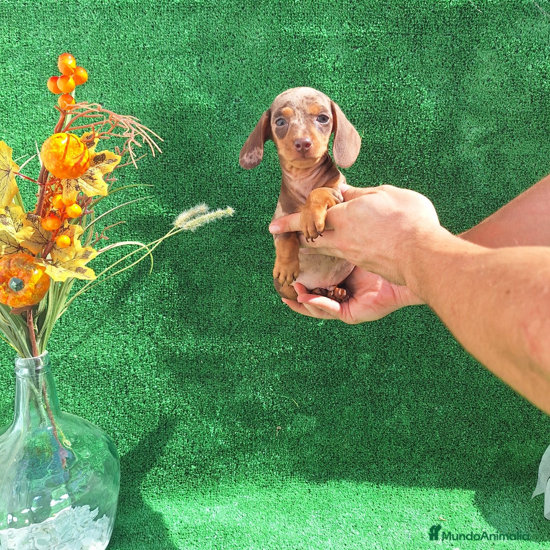 Teckel Miniatura perros en venta: TECKEL KANINCHEN ARLEQUIN  - Imagen 2