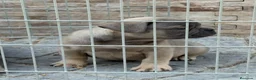 Bulldog Francés perros en venta: Cachorros bulldog  - Anuncio 7