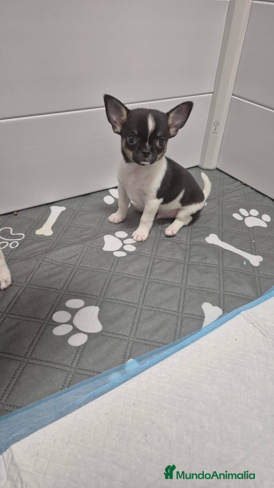 Chihuahua perros Chihuahuas ❤️  - Anuncio 1