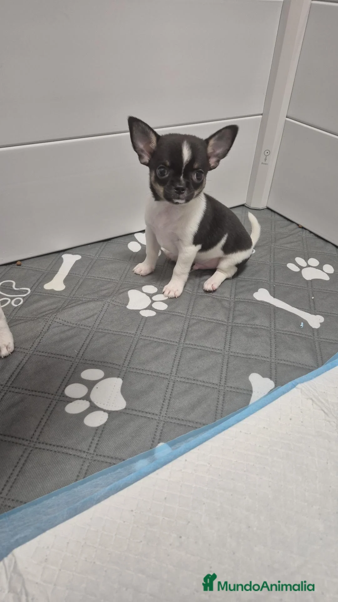 Chihuahua perros en venta: Chihuahuas ❤️  - Anuncio 1