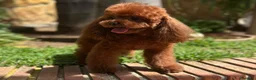 Caniche Toy perros en venta: Caniches Toy de papa asiático puros inigualables  - Anuncio 4