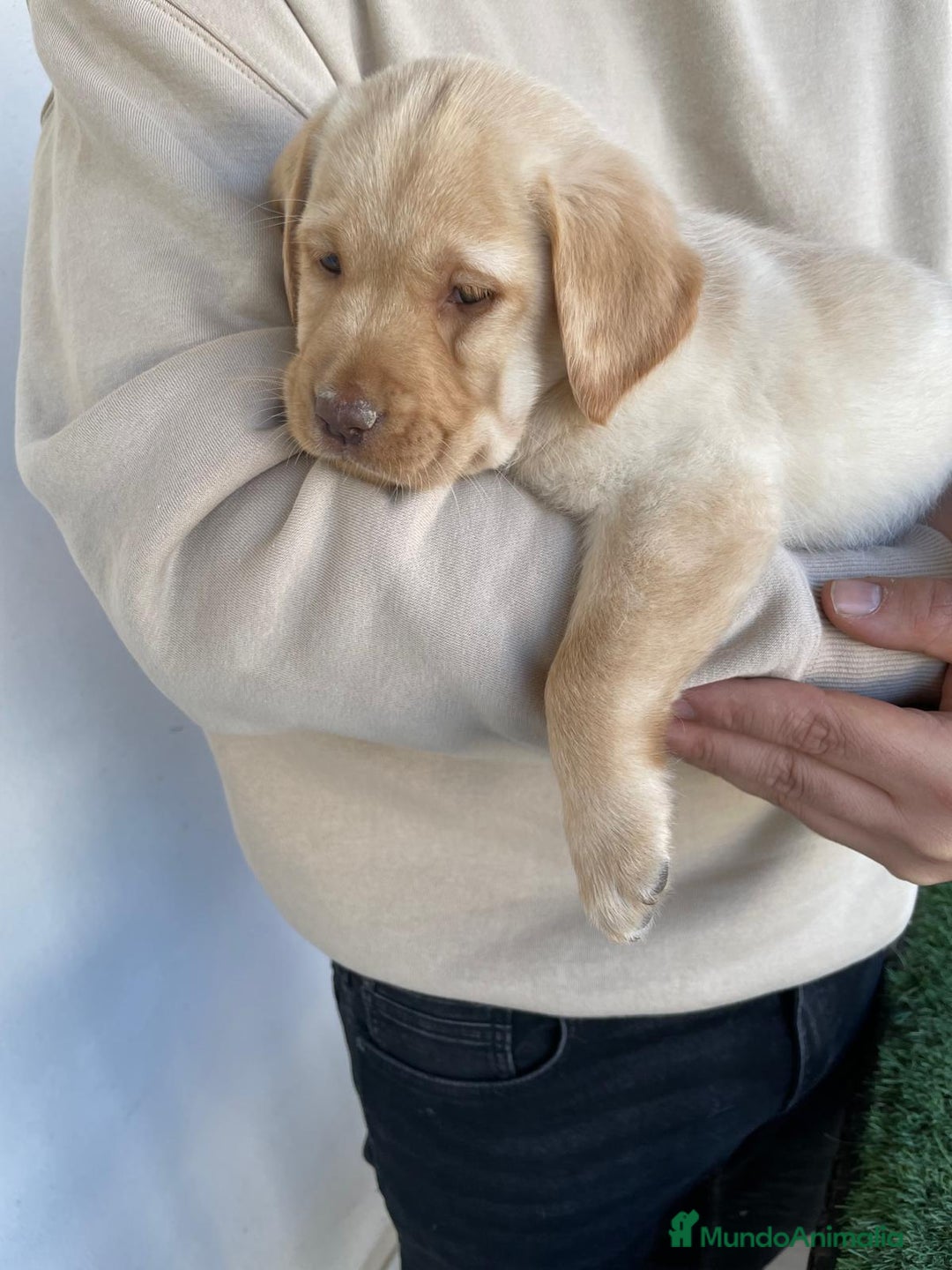 Labrador Retriever perros en venta: PRECIOSA HEMBRA CREMA DE LABRADOR  - Anuncio 3