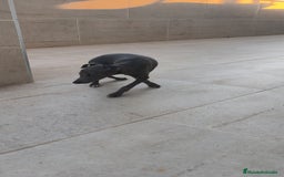 Pequeño Lebrel Italiano perros en venta: Pequeño lebrel Italiano macho  - Anuncio 4