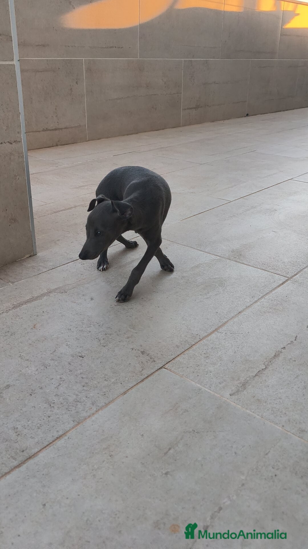 Pequeño Lebrel Italiano perros en venta: Pequeño lebrel Italiano macho  - Anuncio 4