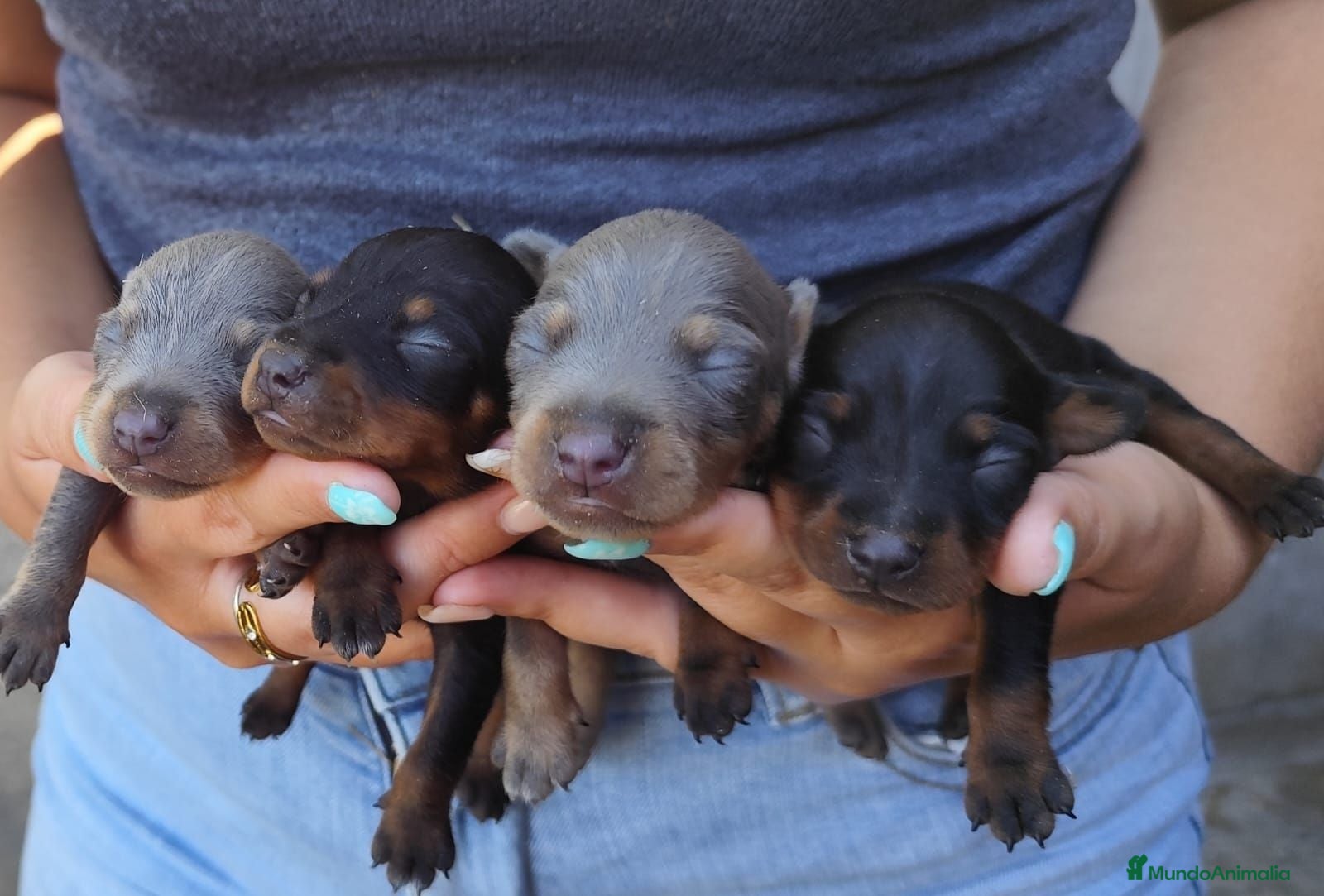 Pinscher Miniatura perros Mini pinscher macho  - Anuncio 4