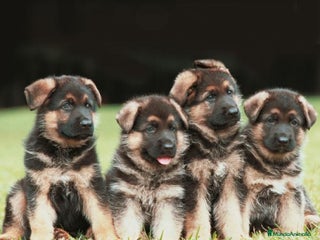 Pastor Alemán perros - Anuncio 1