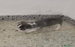 Chihuahua perros en venta: Exclusivos chihuahuas mini toy - Imagen 8