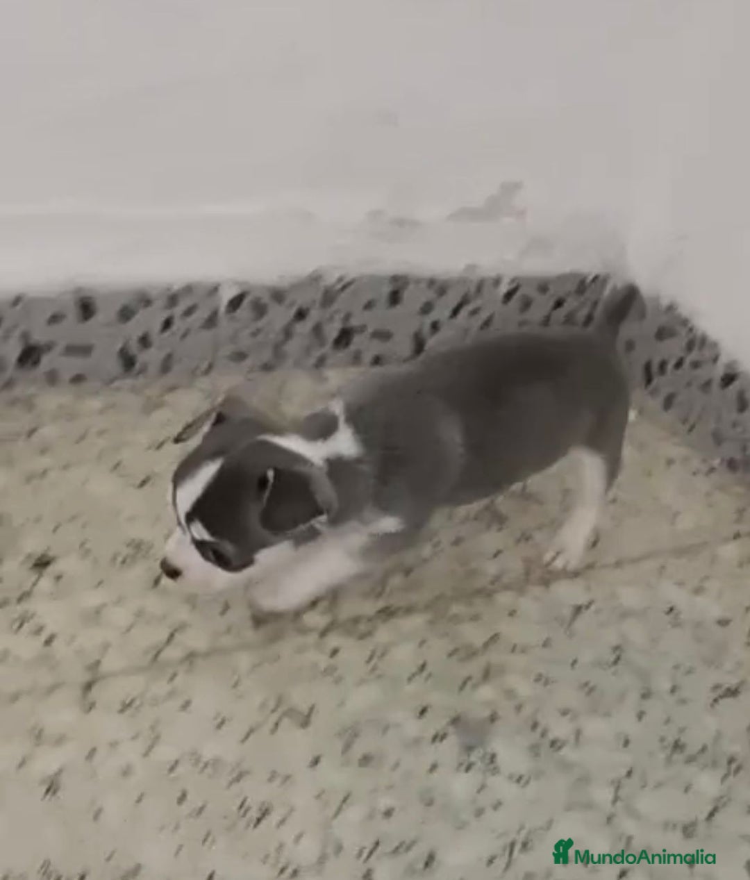 Chihuahua perros en venta: Exclusivos chihuahuas mini toy - Imagen 8