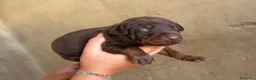 Dobermann perros en venta: Doberman chocolate diaponible en Cádiz - Anuncio 2