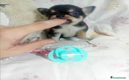 Chihuahua perros en venta: ‼️‼️Chihuahuas muy cariñosos tamaño mini  - Anuncio 4