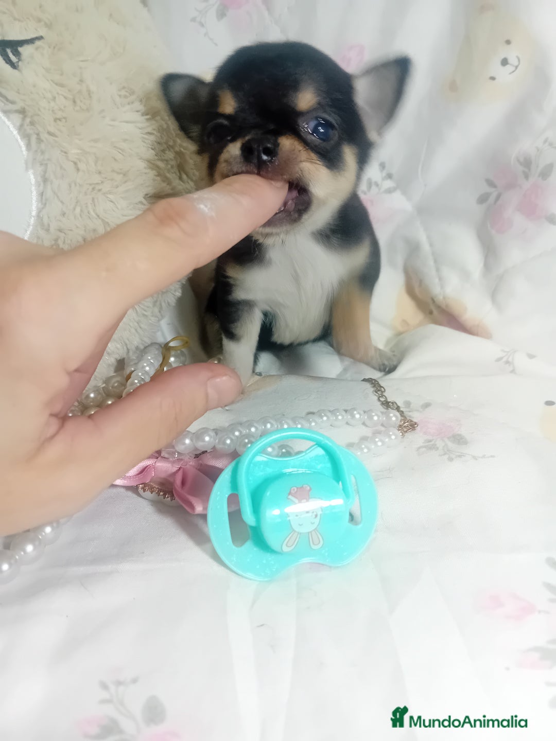 Chihuahua perros en venta: ‼️‼️Chihuahuas muy cariñosos tamaño mini  - Anuncio 4