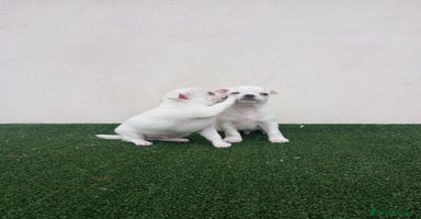 Chihuahua perros CHIHUAHUAS TOYS CABEZA MANZANA - Anuncio 6